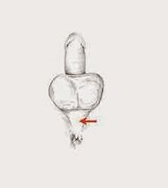 the muscles for potency and their tension to increase potency